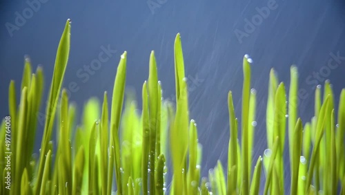 Macro video of grass blades in the rain on a blue background.