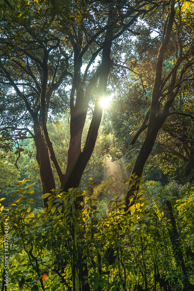 Fototapeta premium Forest, rays, sun rays, sunrays, morning, evening, rainy, moody, jungle, green forest, green