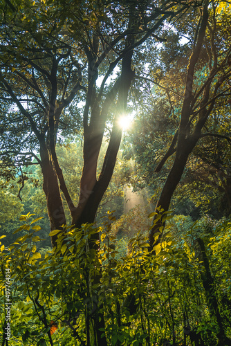 Forest, rays, sun rays, sunrays, morning, evening, rainy, moody, jungle, green forest, green