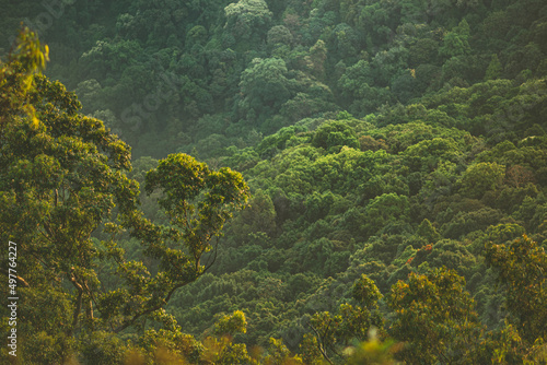 forest, mountain, trees, dense forest, green forest, green, greenery, leaves © Manoj