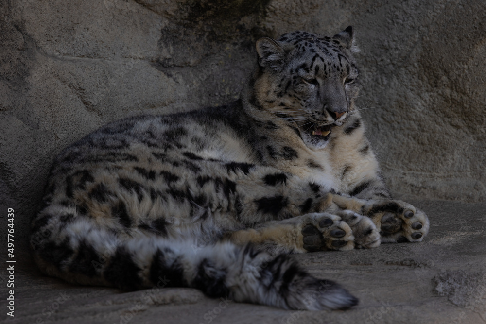 A snow leopard also called Panthera Uncia lies on a ledge and lurks for prey. What beautiful fur this animal has. Amazing nature. A snow leopard also called Panthera Uncia lies on a ledge and lurks for prey. What beautiful fur this animal has. Amazing nature.