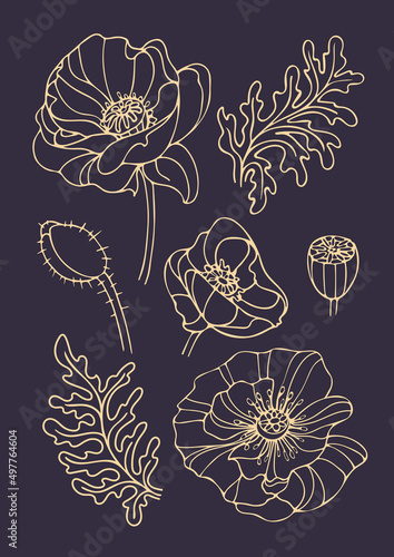 Set of vintage golden set of graceful poppy bud in hand drawn style. Art nouveau, modern. Spring flowers. For stickers, posters, postcards, design elements