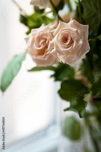 two delicate coral roses and green leaves