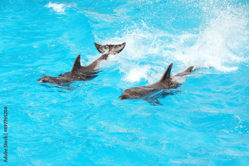 Obraz premium Dolphins swimming in pool at marine mammal park