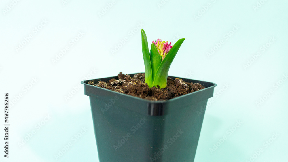 Spring flower hyacinth in a flower pot on a light blue background. High quality photo Spring flower hyacinth in a flower pot on a light blue background. High quality photo