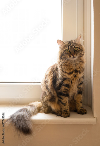Cute domestic cat siting on window sill with copy space