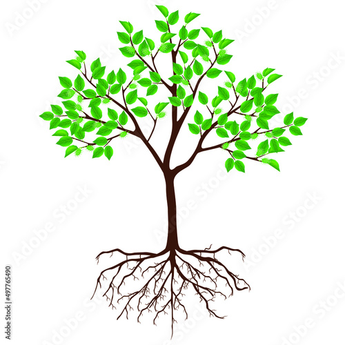 Mulberry tree with flowers and roots on a white background.