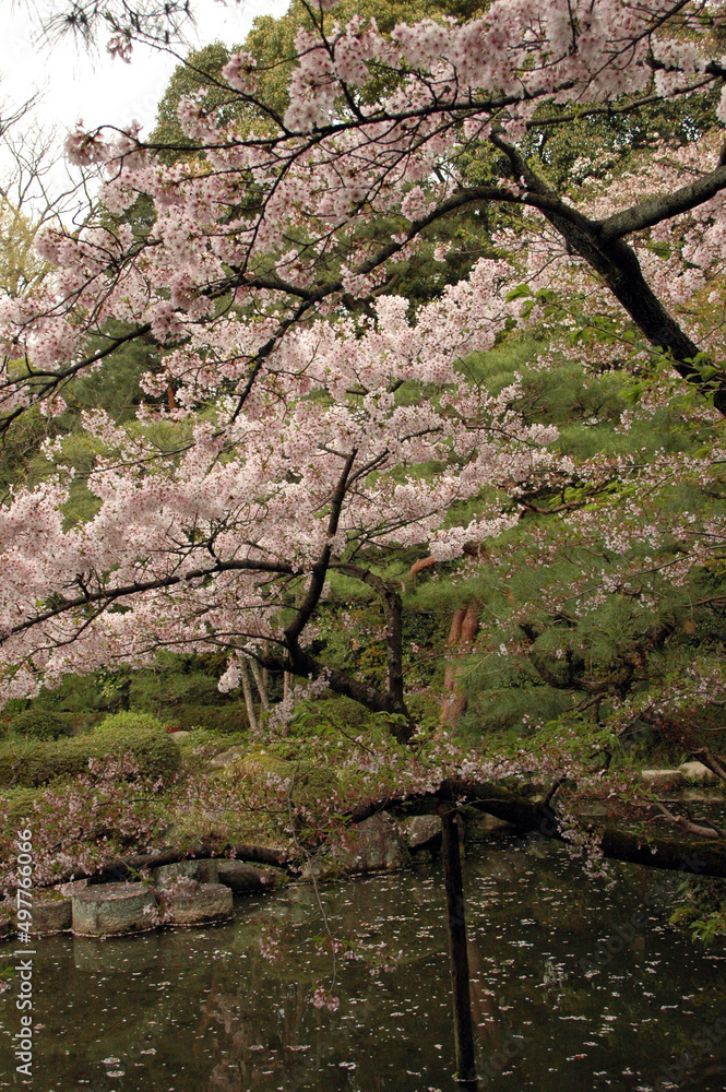 sakura, Kirschblüte, park, Kyoto, japan, Frühjahr, Gartenanlage, Garten, Schönheit, Vergänglichkeit, Kontemplation, gartenkultur, Gartengestaltung sakura, Kirschblüte, park, Kyoto, japan, Frühjahr, Gartenanlage, Garten, Schönheit, Vergänglichkeit, Kontemplation, gartenkultur, Gartengestaltung