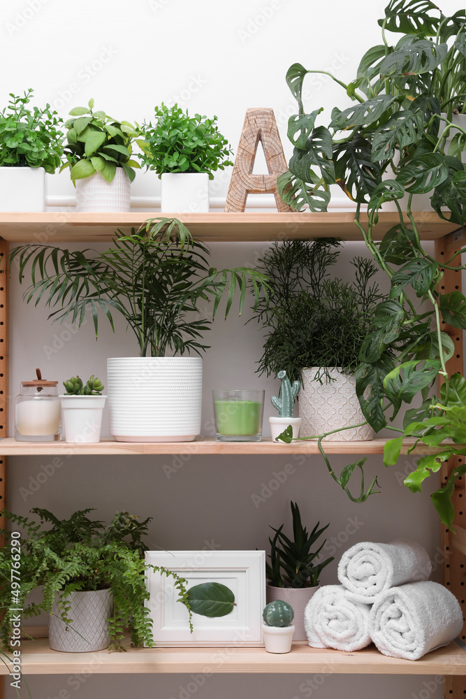 Wooden shelving unit with green plants and different accessories indoors. Interior design Wooden shelving unit with green plants and different accessories indoors. Interior design