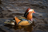 Mandarin duck on a pond