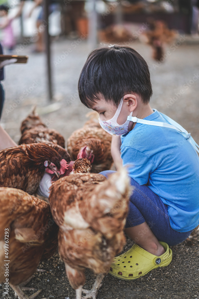 The little boy's hand feeding chickens at a chicken farm. Hand of kid feeding chicken with rice and grain at indoor farm. Way of life in countryside. The little boy's hand feeding chickens at a chicken farm. Hand of kid feeding chicken with rice and grain at indoor farm. Way of life in countryside.