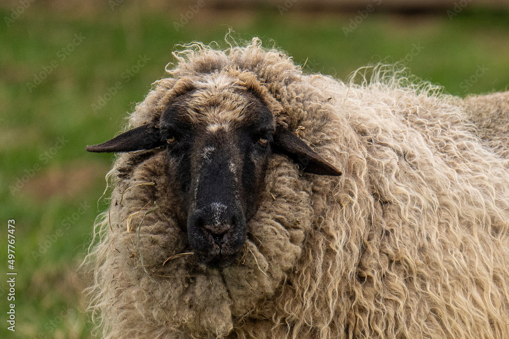 Schafportrait schwarzes Gesicht