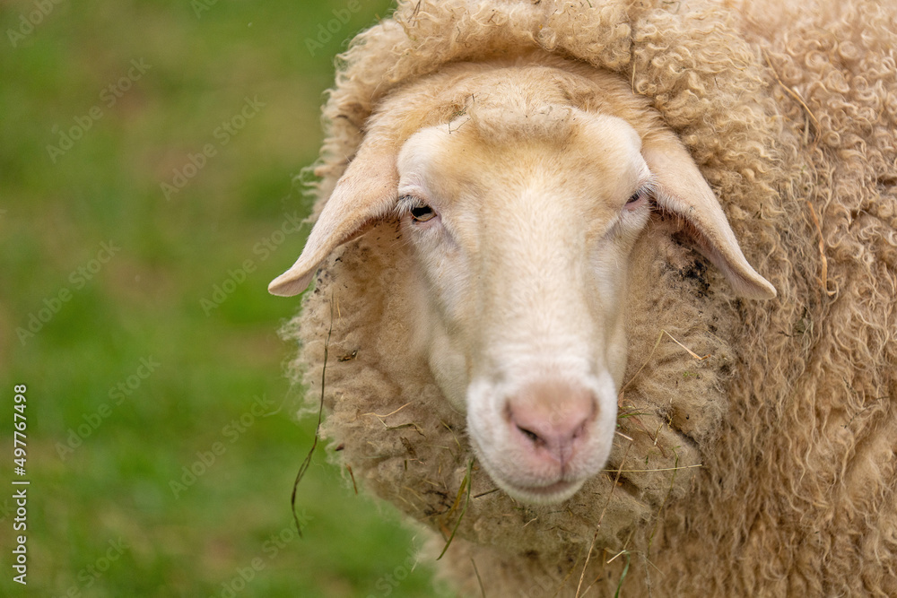 Naklejka premium Schafportrait