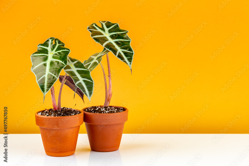 Fototapeta premium Alocasia Polly potted in terracota ceramic planter