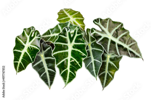 Alocasia Polly leaves isolated isolated on white