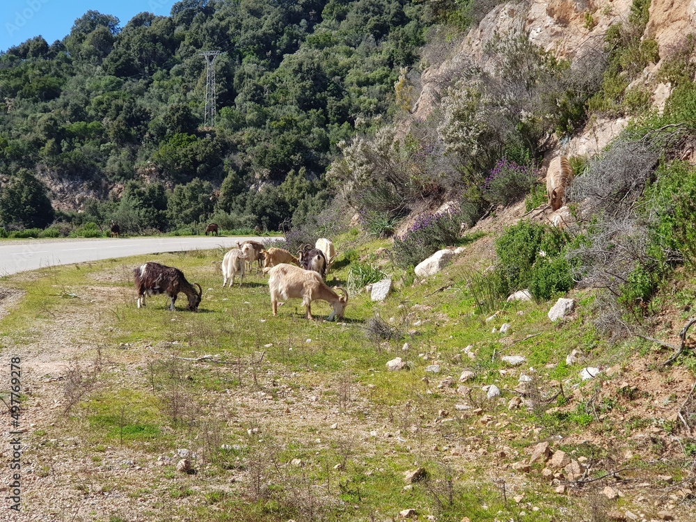 Ziegen auf der Strasse Korsika