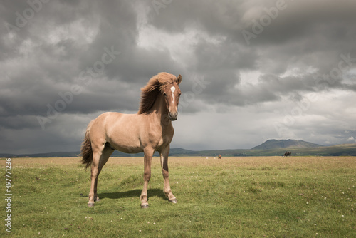 portrait of icelandic horse in green field under cloudy sky photo