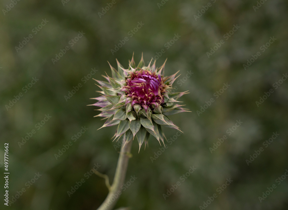 Floral. Closeup view of Cirsium vulgare purple flowers blooming in the field. Floral. Closeup view of Cirsium vulgare purple flowers blooming in the field.