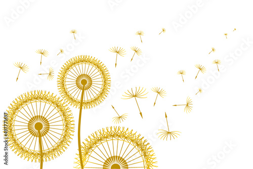 Dandelion. Yellow flower heads, dandelions seeds pattern. Spring.