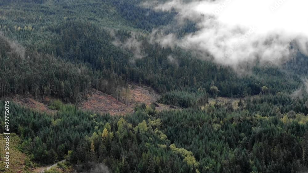 Timelapse Aerial panning through low clouds in pine tree forest in summer Timelapse Aerial panning through low clouds in pine tree forest in summer