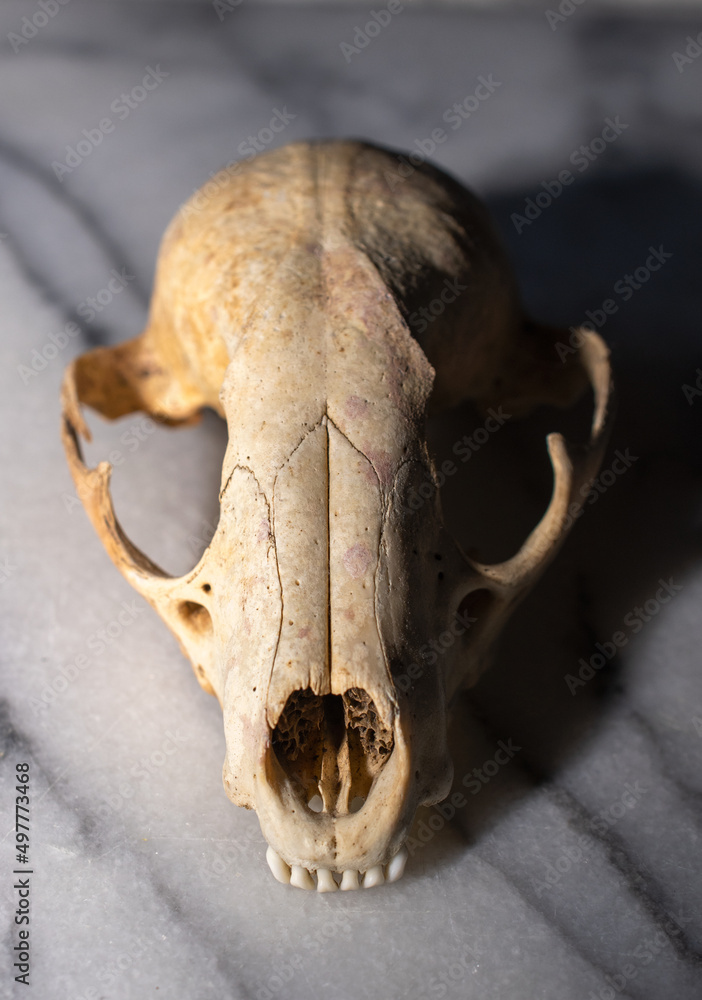 Naklejka premium Small Animal Skull on a Marble Surface 