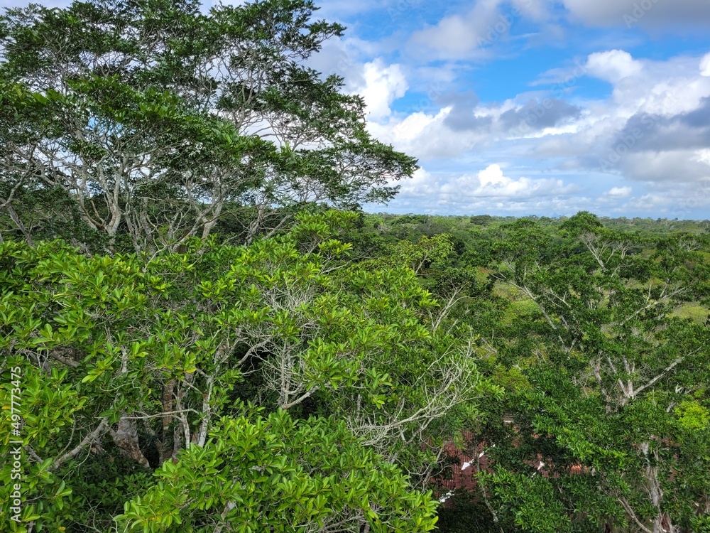 aerial view of trees in the forest