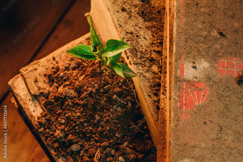 High angle view extreme close up of tiny plant growing out of a dusty and antique book