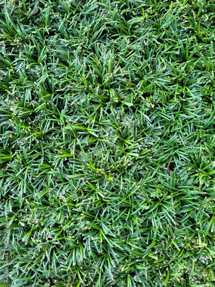 green grass background green grass background