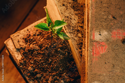 Obraz na płótnie High angle view extreme close up of tiny plant growing out of a dusty and antique book w salonie