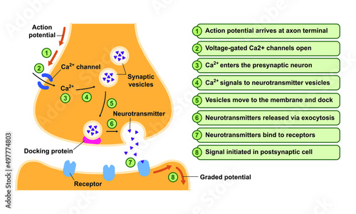 Scientific Designing of Synapse Structure. The Synaptic Transmission. Colorful Symbols. Vector Illustration. photo