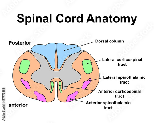Scientific Designing of Spinal Cord Anatomy. Cervical Spinal Cord Structure. Colorful Symbols. Vector Illustration. photo