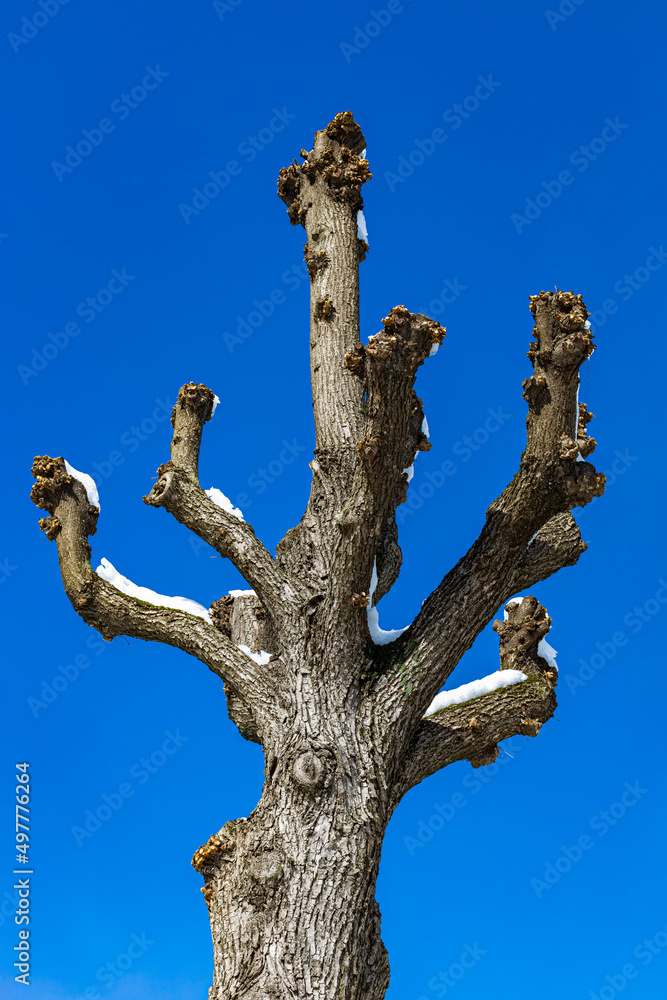 tree trunk with sawn-off trees against the blue sky tree trunk with sawn-off trees against the blue sky