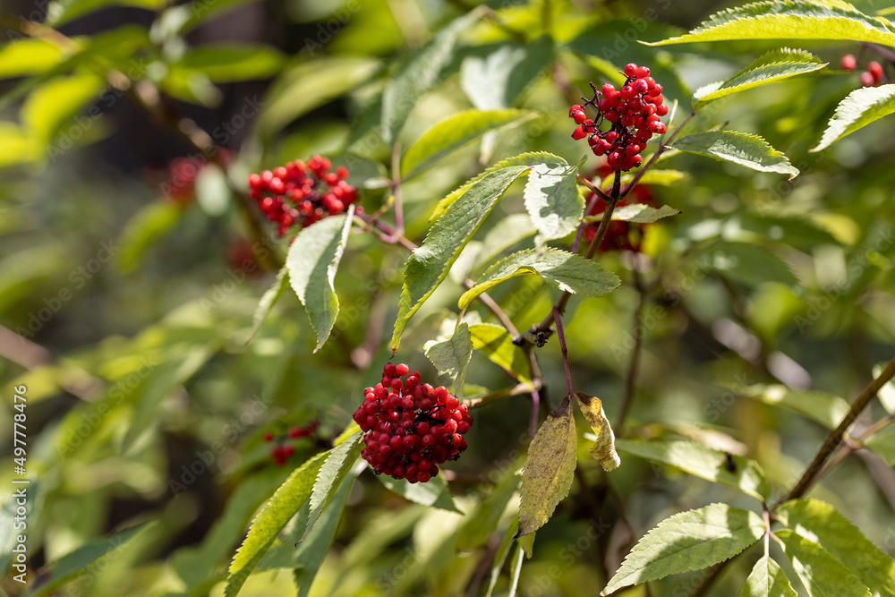Wild red berry in the forest. Close-up view. Wild red berry in the forest. Close-up view.