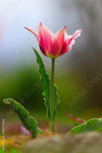 Bouquet de tulipes au jardin