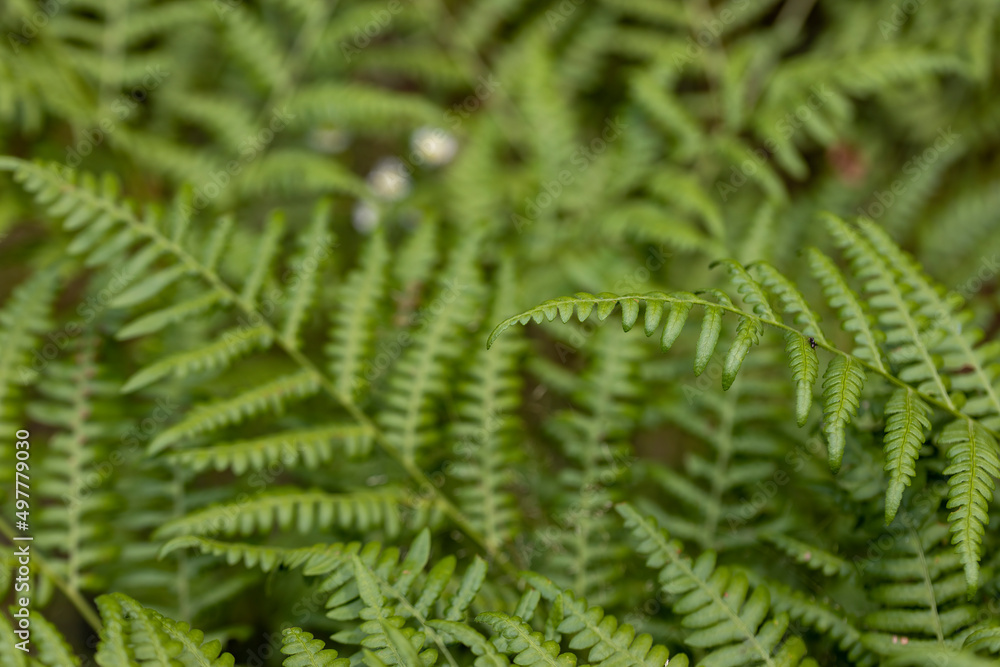 Fern leaves in the summer forest. Close-up view. Fern leaves in the summer forest. Close-up view.
