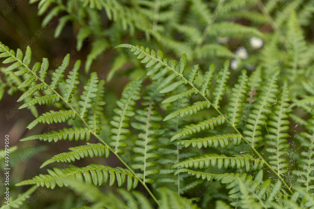 Fern leaves in the summer forest. Close-up view. Fern leaves in the summer forest. Close-up view.
