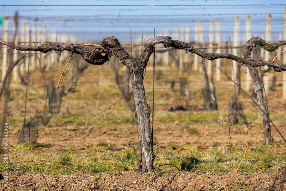 Close up of vineyard at spring time, ready for new season, wine concept Close up of vineyard at spring time, ready for new season, wine concept