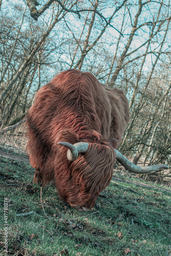 Cow grazing photo