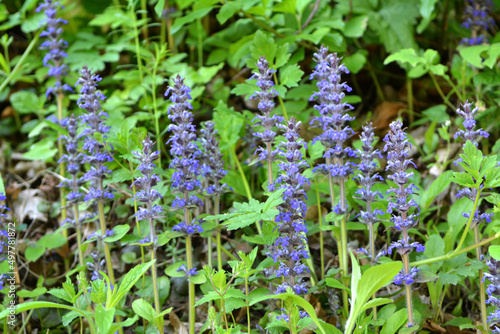 Ajuga reptans grows and blooms in herbs photo