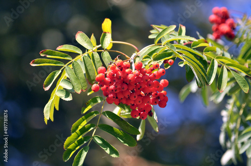 Berries ripen on a branch of rowan (Sorbus aucuparia)