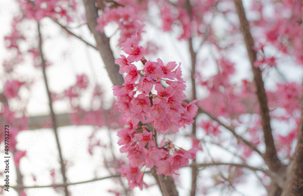 A bunch of pink cherry sakura blossoms blooming A bunch of pink cherry sakura blossoms blooming