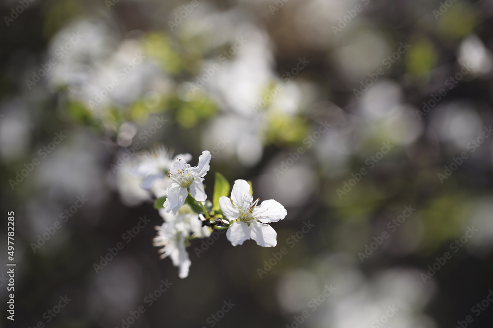 spring flowers bloomed on the tree. Young plants. Background image. Spring. spring flowers bloomed on the tree. Young plants. Background image. Spring.