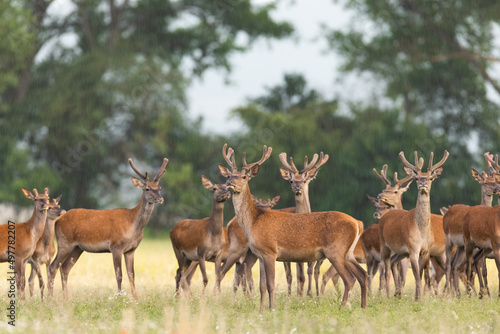 Herd of red deer, cervus elaphus, observing on field in summer nature. Bunch of animals with new growing velvet antlers standing on grass. Wild mammals looking on glade. © WildMedia