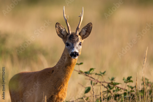 Close-up view of a roe deer, capreolus capreolus, alert buck facing camera on summer meadow. Animal wildlife in natural environment. Mammal with blurred background and copy space.