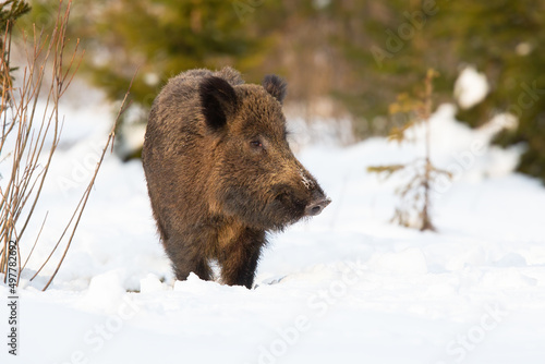 Wild boar, sus scrofa, approaching on snowy glade in winter nature. Brown swine walking on snow in wintertime. Snout observing on white environment from front.