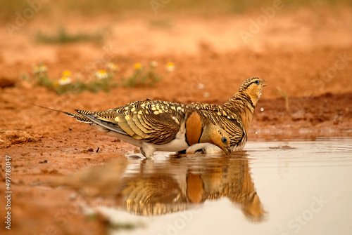 gangas en verano en tierras de zaragoza
