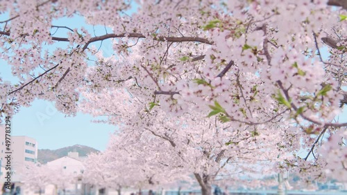 Wallpaper Mural 満開に咲いた桜と尾道水道　春の尾道駅前としまなみ海道 Torontodigital.ca