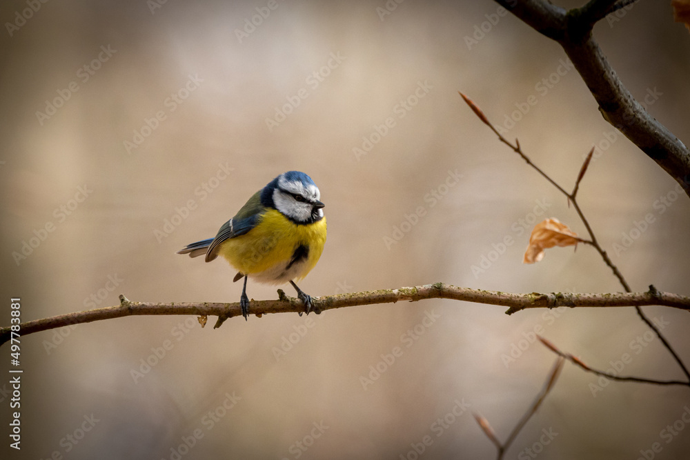 Naklejka premium Blaumeise