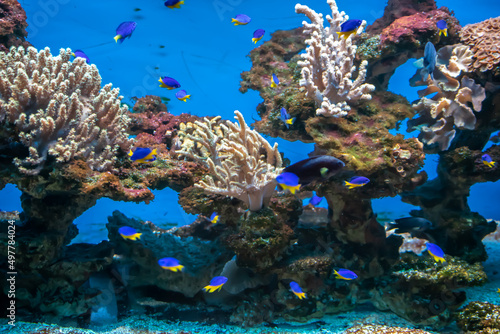 Fototapeta Naklejka Na Ścianę i Meble -  coral reef with colorful fishes on a blue background