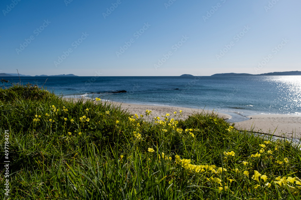 Sourgrass yellow flowers blooming by the sea